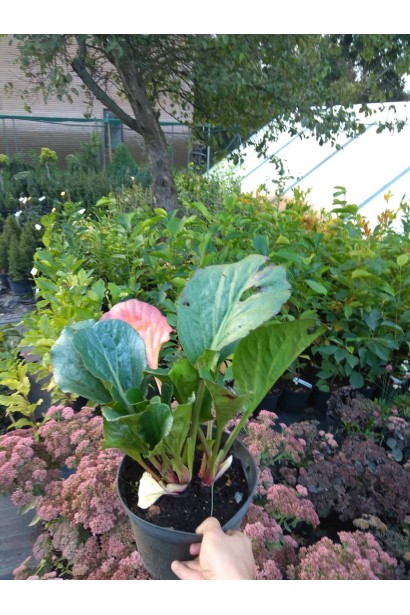 Бадан Ротблум - 3л/вис.25-30см/Ø30-40см